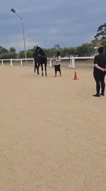 Equine therapy retreat — 2025
