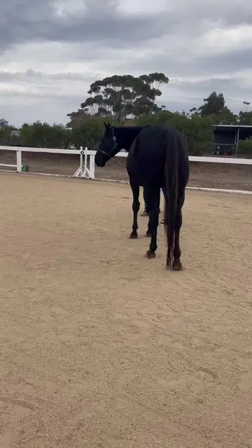 Equine therapy retreat