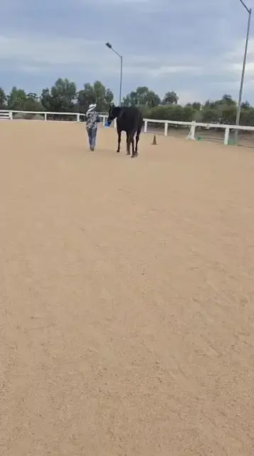 Equine therapy retreat — in the arena